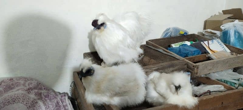 White Silkie 7