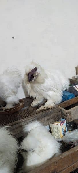 White Silkie 8