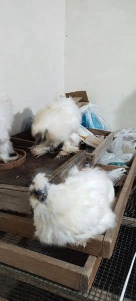 White Silkie 10