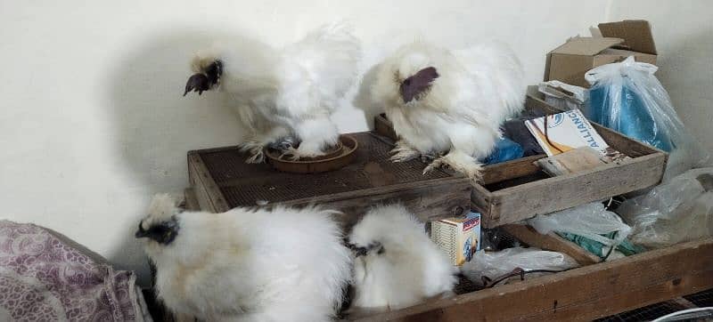 White Silkie 12