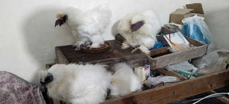 White Silkie 13