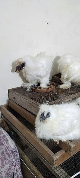 White Silkie 15