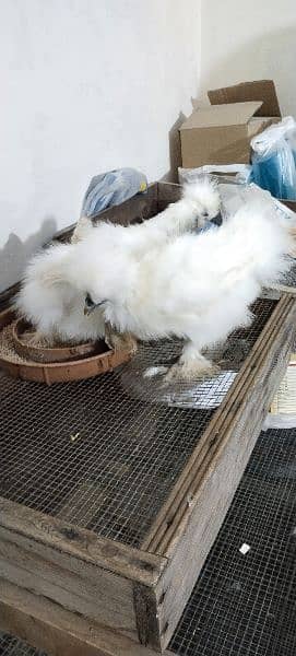 White Silkie 18