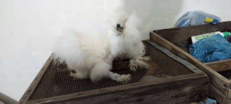 White Silkie 19