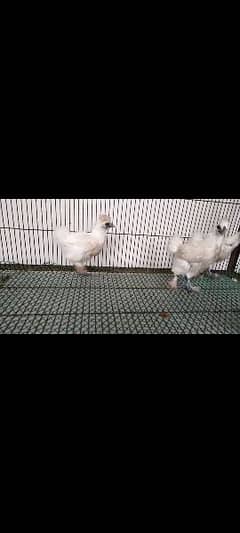white silkie and black and golden heavy coachin