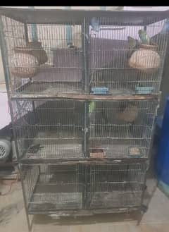 Australian bird / iron cag / bird