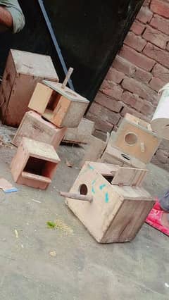 bumper offer box small 200, medium 300,big box 800 for all bird's