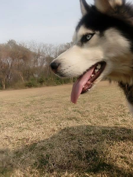 husky female for sale 0