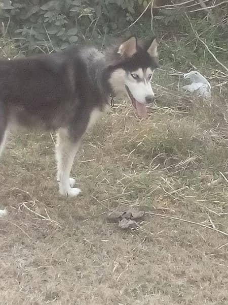 husky female for sale 1