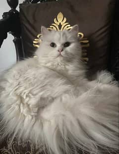 Pure White female Siberian Cat