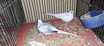 Blue, Opal, Diamond Pied Dove  Pairs & Chicks in Discounted Price