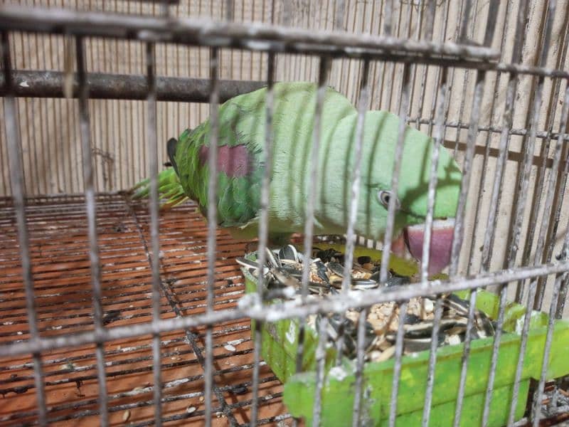 Raw Parrot looking for new home 1