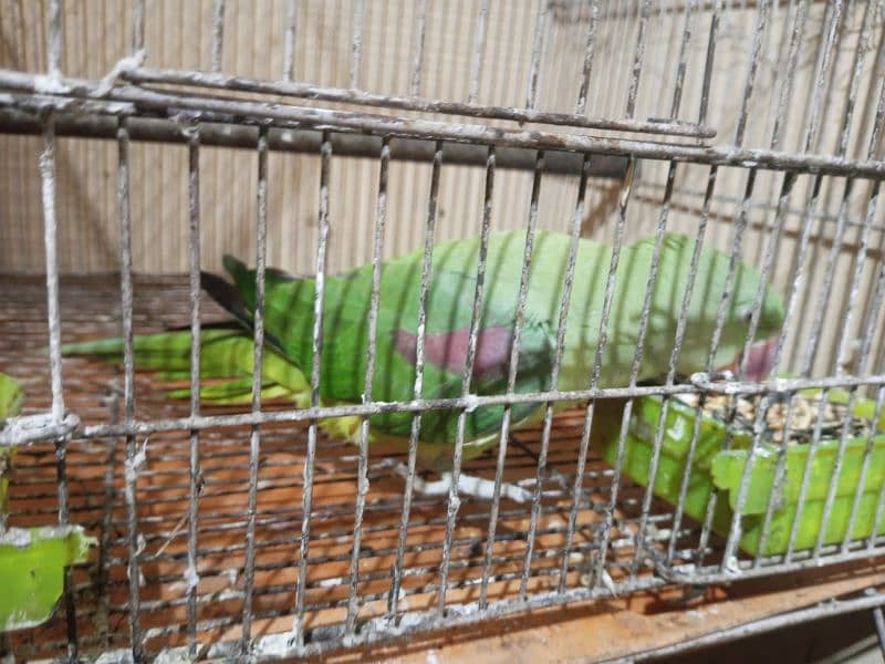 Raw Parrot looking for new home 2