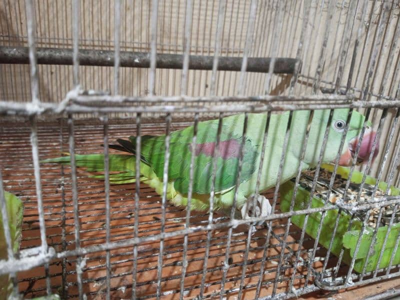 Raw Parrot looking for new home 3