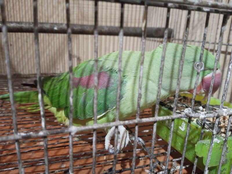 Raw Parrot looking for new home 4