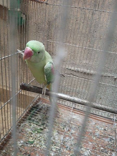 Raw Parrot looking for new home 7