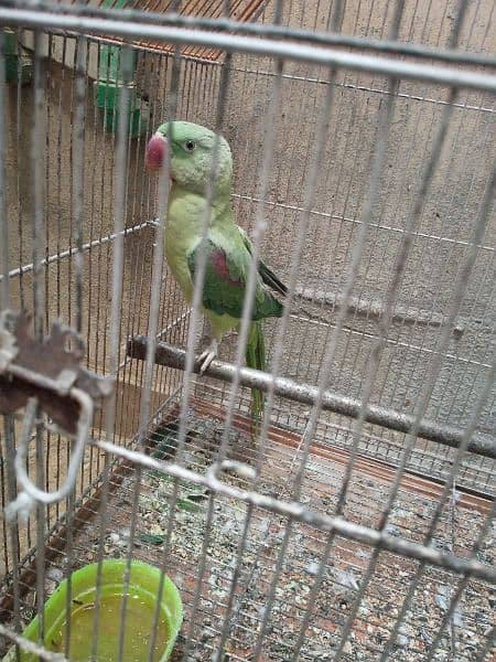 Raw Parrot looking for new home 9