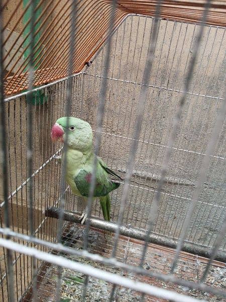 Raw Parrot looking for new home 10