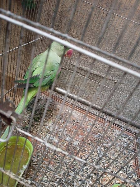 Raw Parrot looking for new home 11