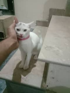 Pursian Female Cat for sale Healthy and fully Active