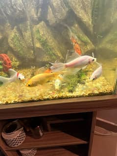 Gold fish with aquarium