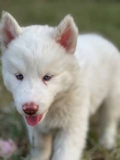pure Alaskan Huskies puppies for sale