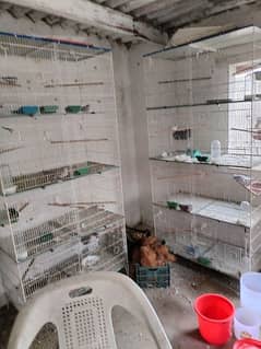 cage 15000 Red pied dove
