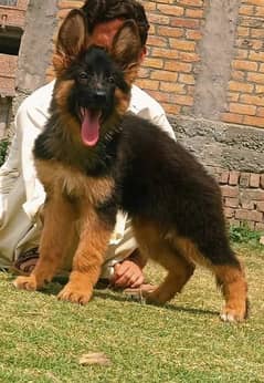 proper long coat German Shepherd dog female  for sale