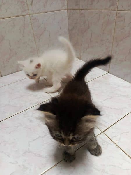 persian cats triple coats 4