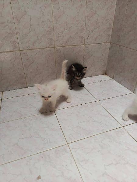 persian cats triple coats 7