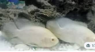 Albino red eye oscar fish