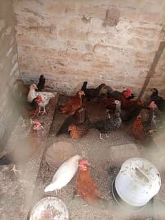 misri murgha and chicks available for sell