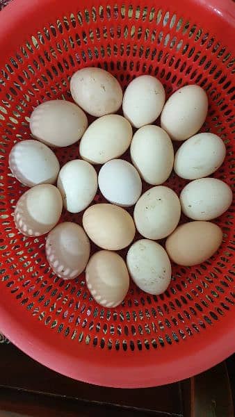 Desi fertaile Egg forsale 7