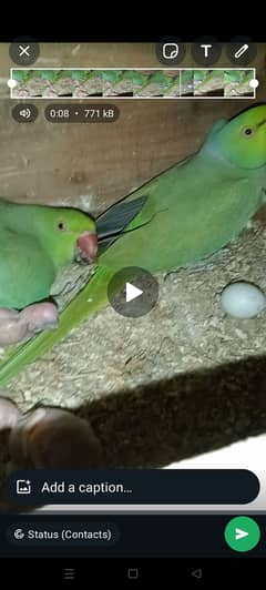 Kashmiri raw green ringneck breeder pairs