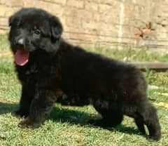 black German shepherd puppy full long cort show quality