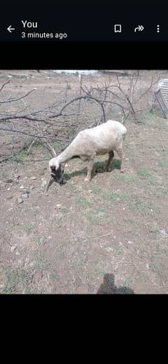 03333404181, a sheep , 4 goats,