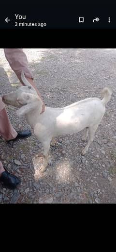 03333404181, 4 goats 1 is pregnant,a male and a Kamori with female kid