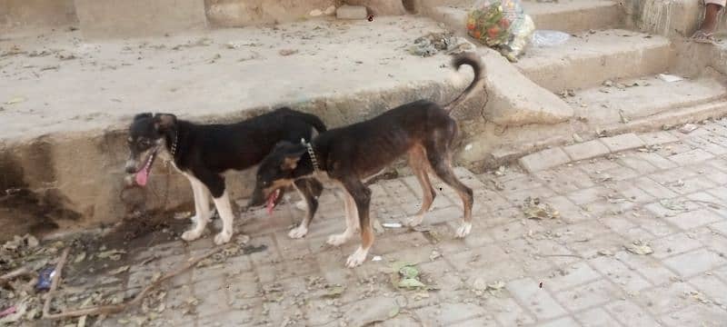 Dogs pair 2