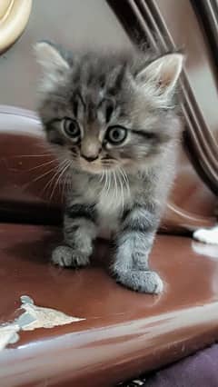 Gray Persian kitten 1 pair 1 month kitten