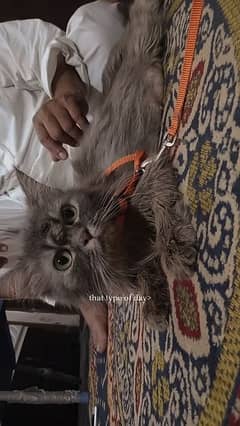 Persian cat, kittens, Fluffy kitten, Active cat, persian kitten