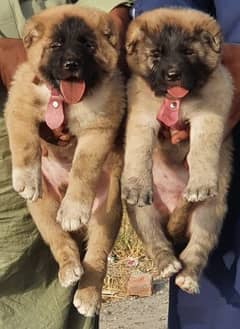 Kurdish Kangal 2 month pair for sale heavy bone security dog