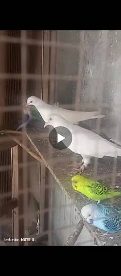8 piece pigeon