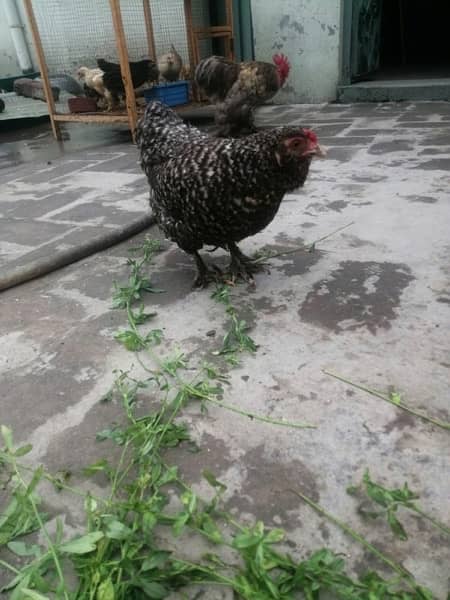Bantam Pair with Coco Color Eggs laying Female 4