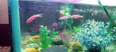 fish aquarium for sale with fishes and all accessories