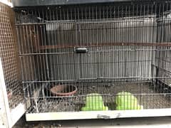 urgent sale cages and cocktail box 2.5 by 1.5 and 2 by 1.5and1.5by15