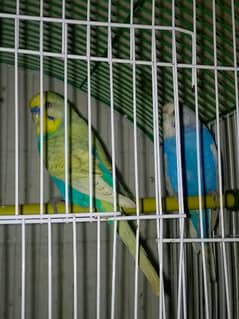 budgies Australian parrots