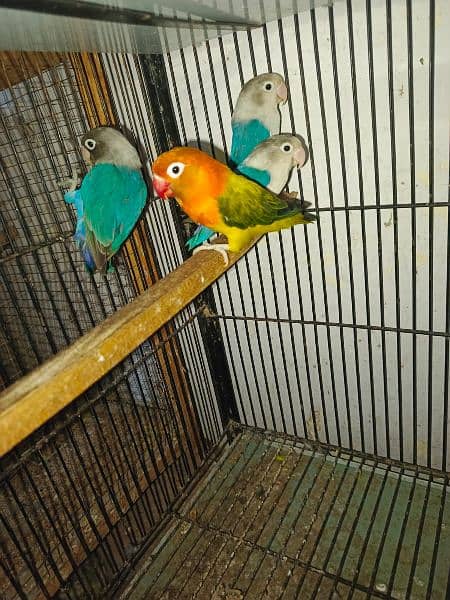 mutation birds 2