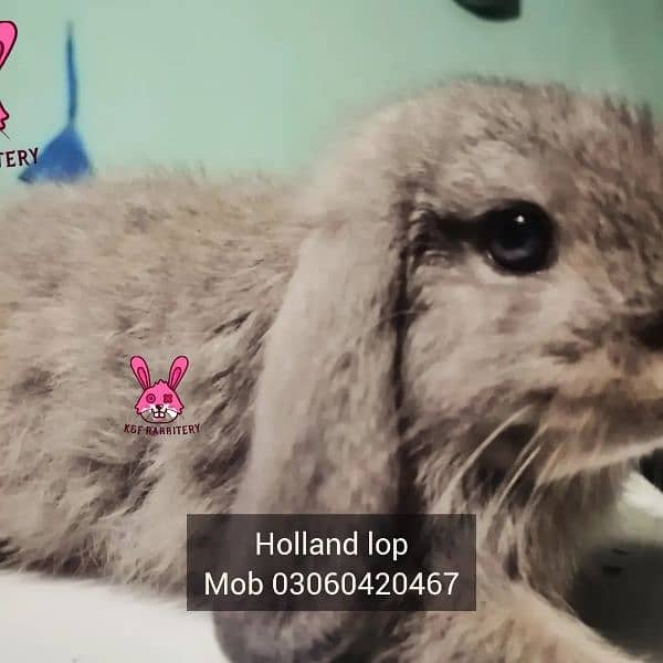 Imported bunnies, Lionhead and Holland loop bunnies 1