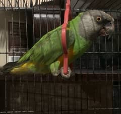 Senegal Parrot