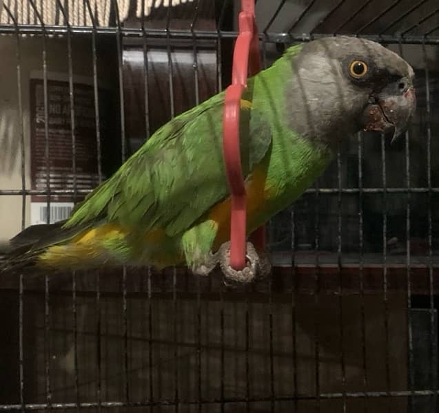 Senegal Parrot 0